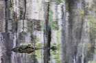 American alligator and Cypress trees reflecting on Blue Cypress Lake, Florida. Art Print